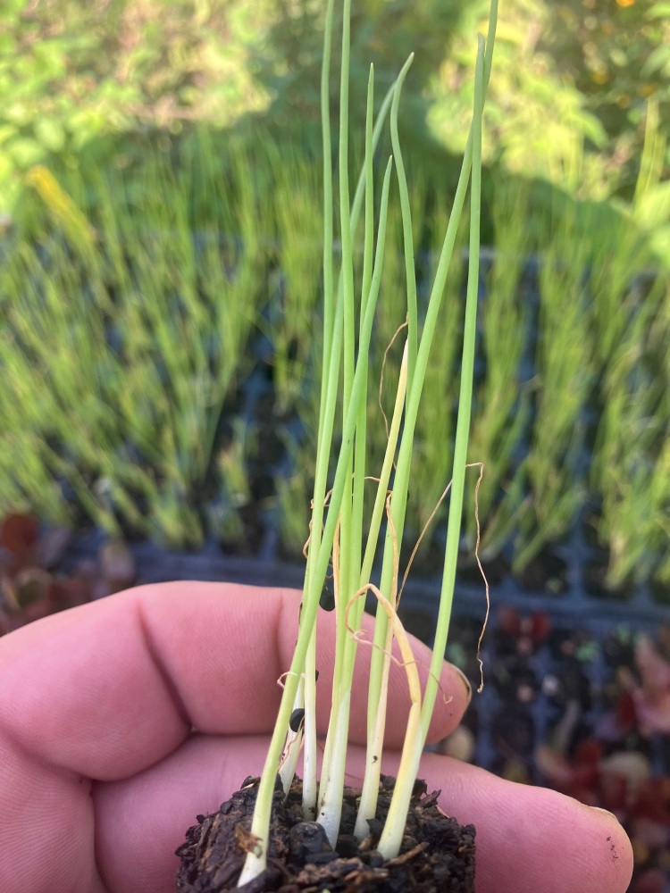 Spring Onions White Lisbon, Multi Sown Plug Plants