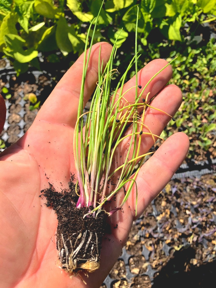 Spring Onions Long Red Florence , Multi sown
