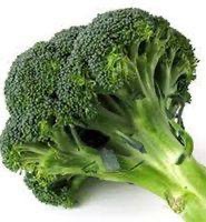 Broccoli , Marathon Plug Plants