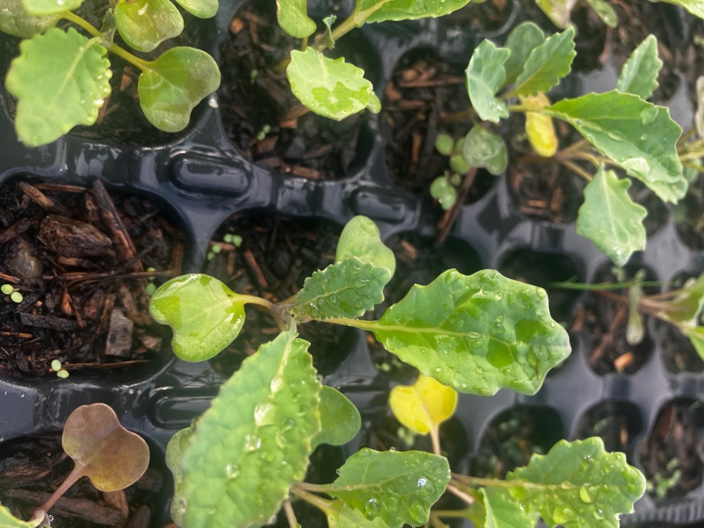 Kale , Black Tuscany Plug Plants