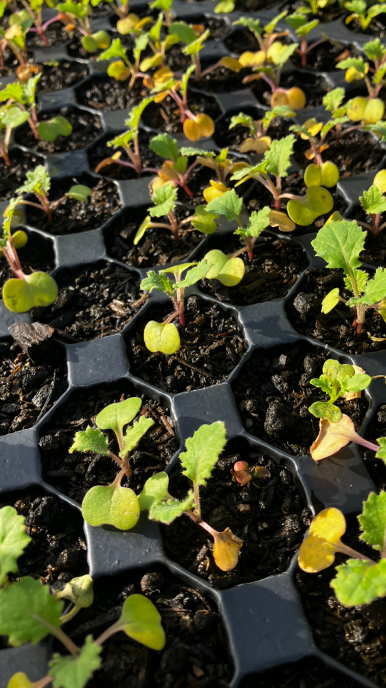 Kale , Scarlet Plug Plants