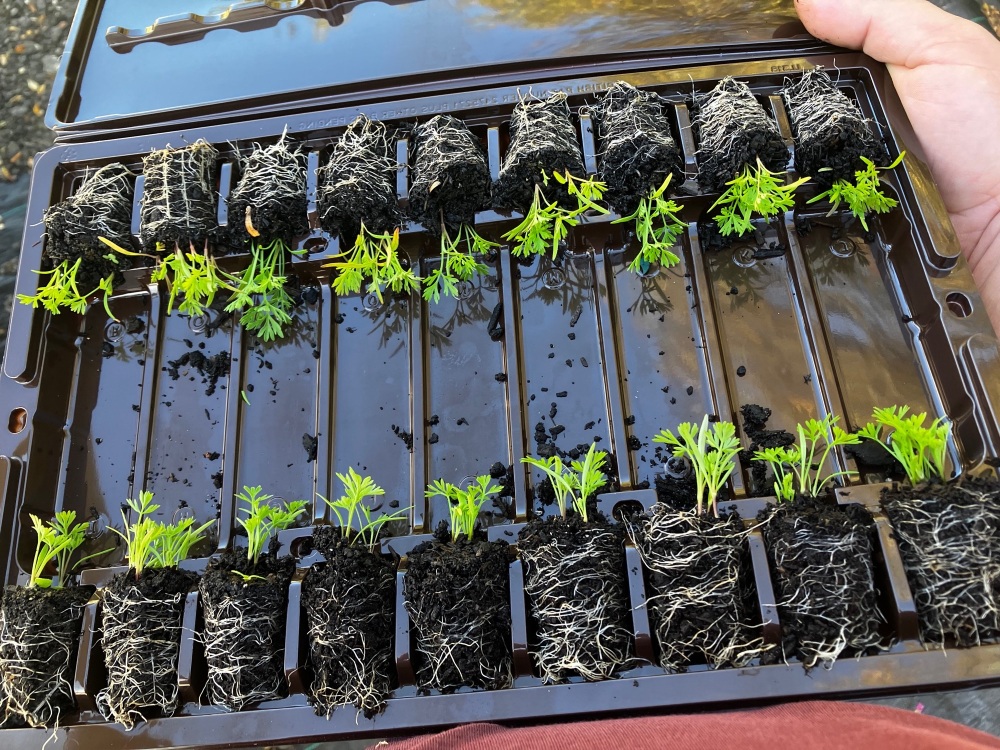 Carrots , Paris Market Plug Plants , Multi Sown