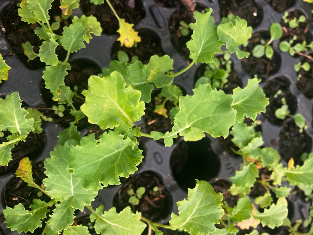 Kale , Dwarf Green Plug Plants