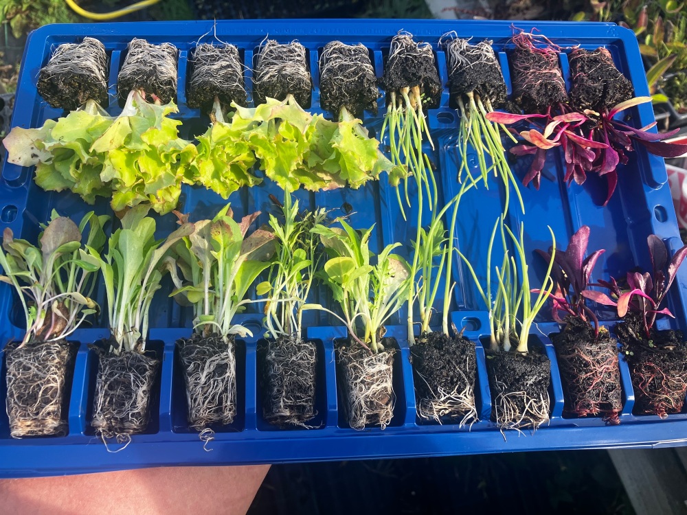 Salad Pack X18 Plug Plants