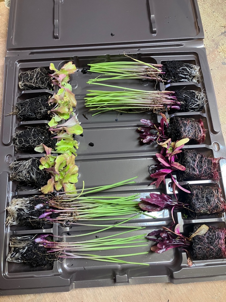 Salad Pack X12 Plug Plants