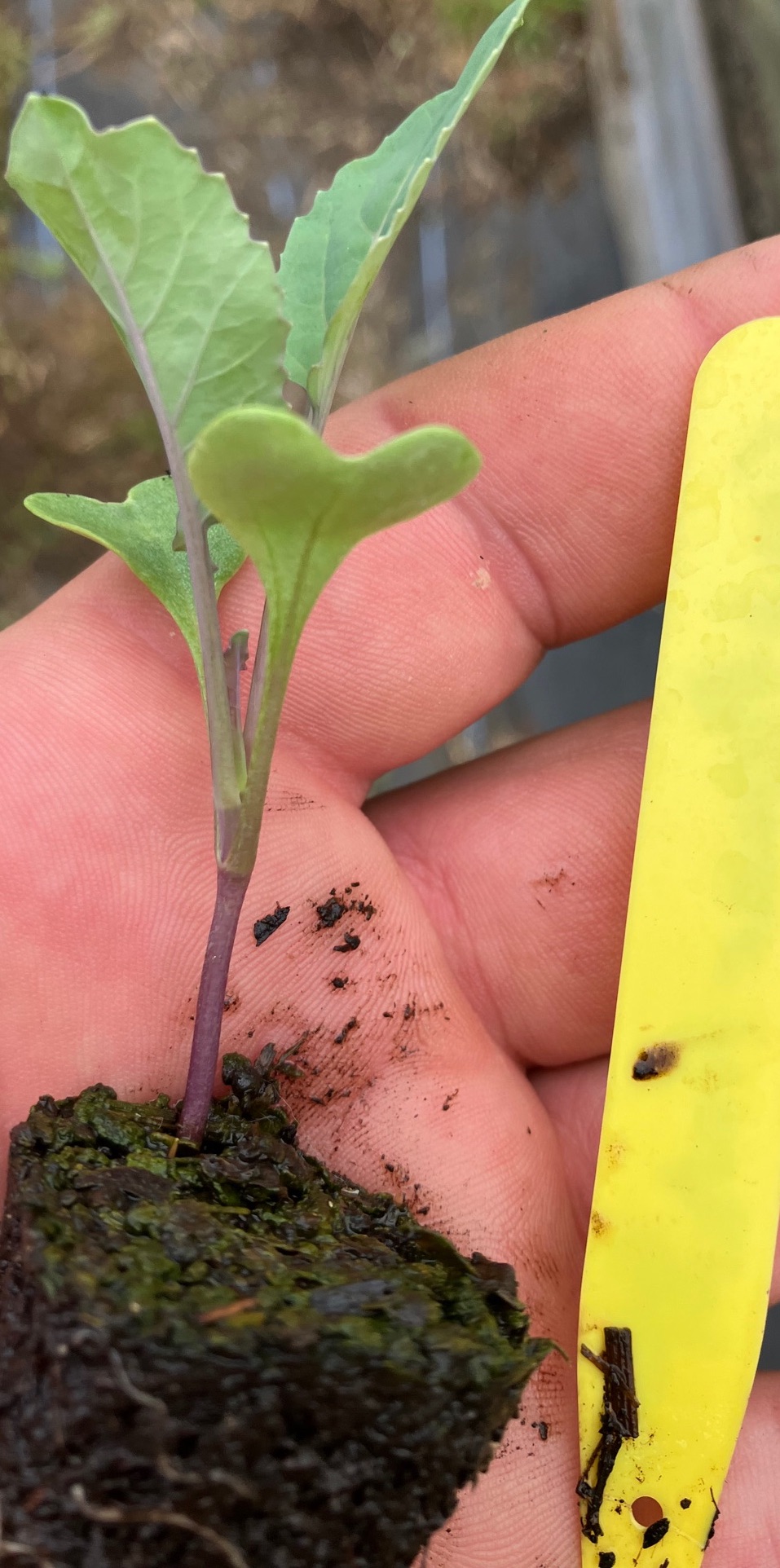 Green Sprouting Broccoli