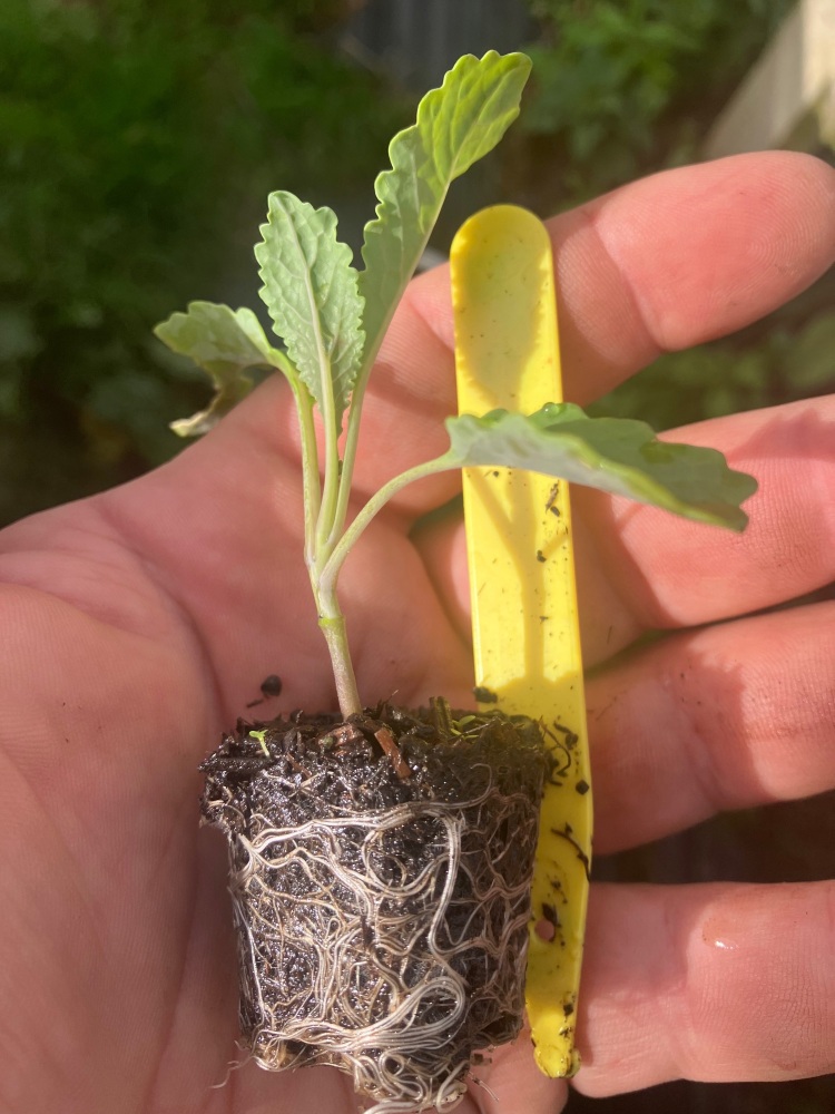 Kale , Black Tuscany Plug Plants