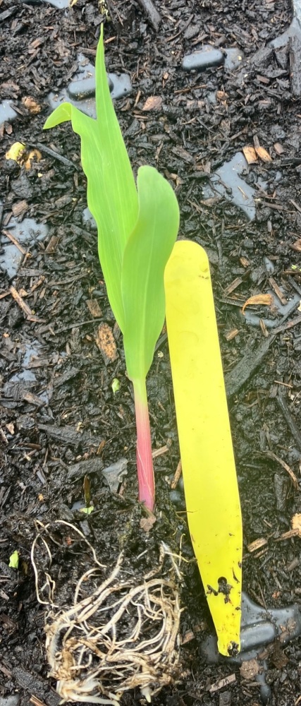 Mini Pop Sweet Corn . Plug Plants