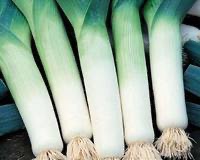 Bulgarian Giant Leek