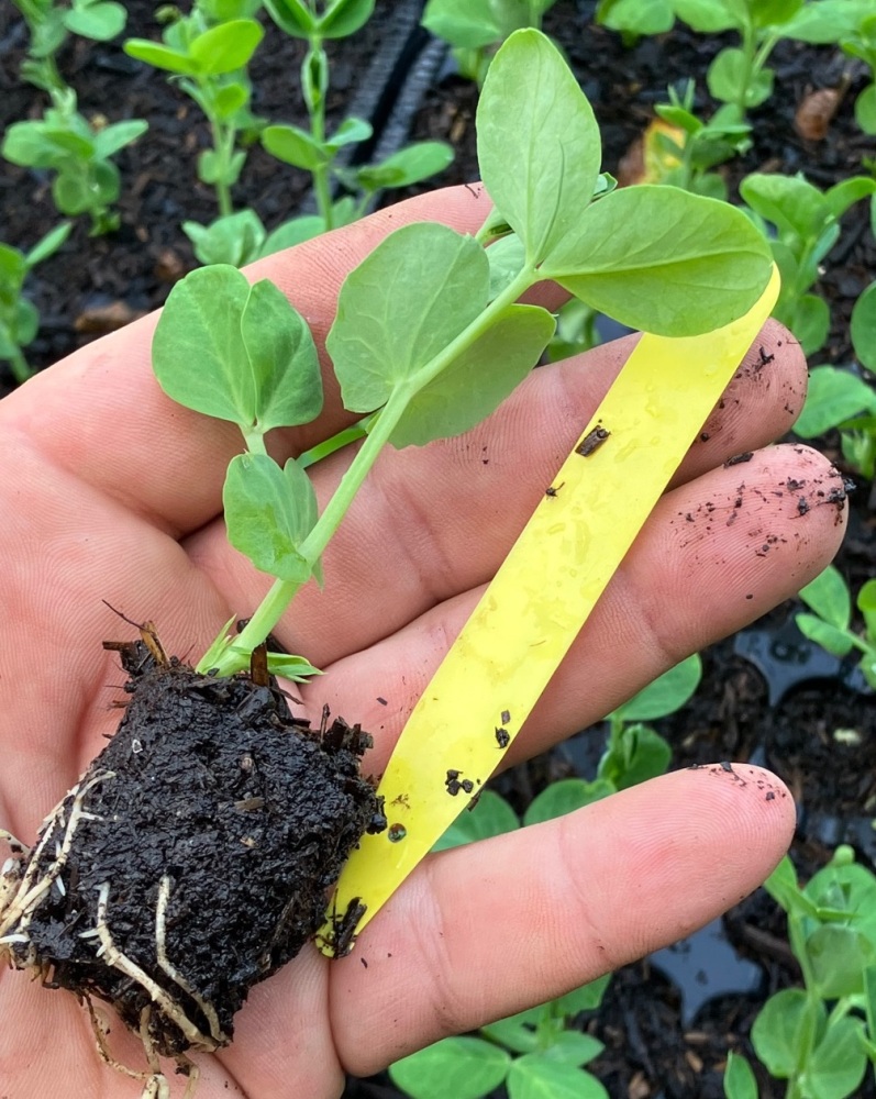 Peas , Onward Plug Plants