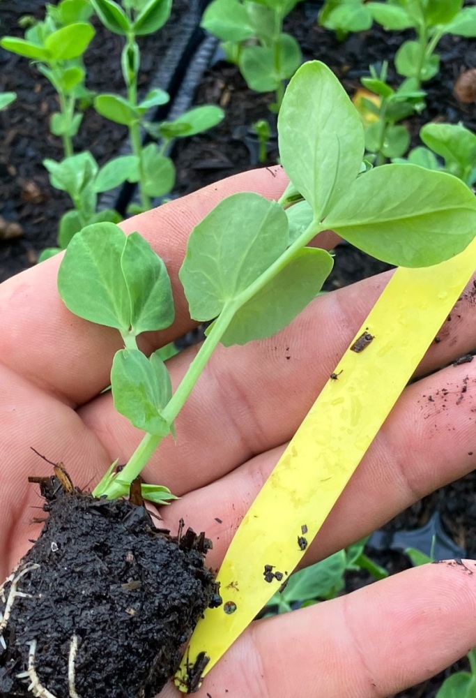 Alderman Pea Plug Plants