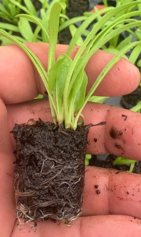 Spinach , Matador , Plug Plants