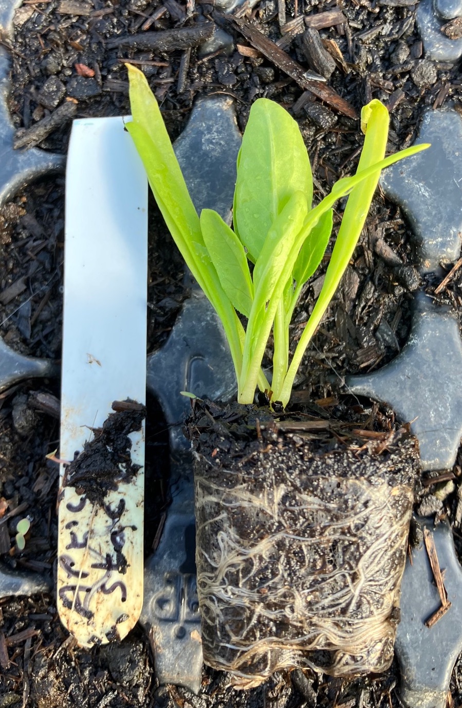 Spinach , Greta , Plug Plants