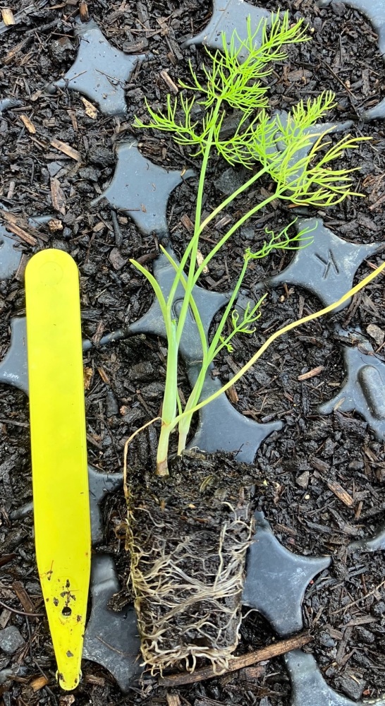 Fennel , Florence Plug Plants