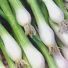 Spring onions 