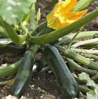 Courgettes and marrows