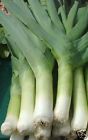 musselburgh - 20 seedlings  -  pre order delivery from mid June