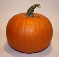 Jack O' lantern - pre order delivery from  end May