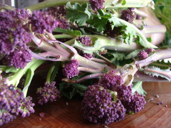  purple sprouting  broccoli  - pre order delivered from end of June