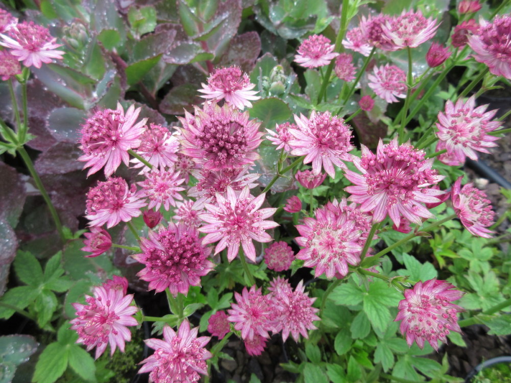 Astrantia Roma - 9cm pot
