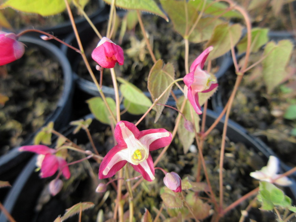 Epimedium x rubrum - 2 litre pot