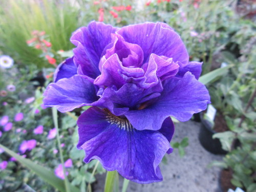 Iris sibirica Concord Crush - 2 litre pot