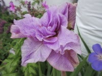 Iris sibirica Pink Parfait - 2 litre pot