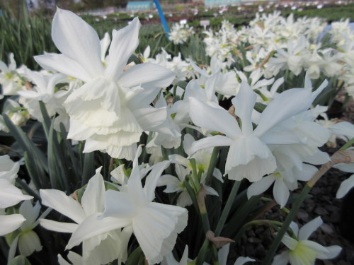 Narcissus Thalia - 2 litre pot