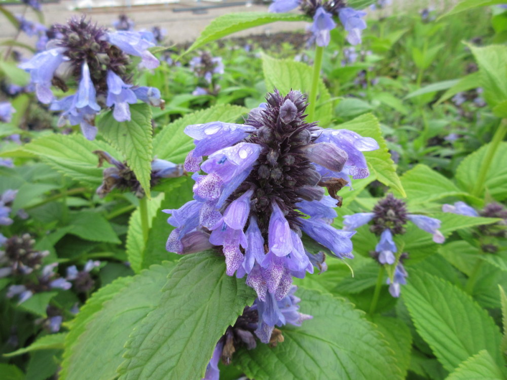 Nepeta subsessilis - 2 litre pot