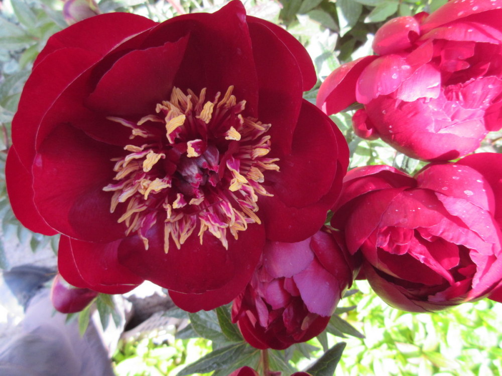 Paeonia Buckeye Belle - 3 litre pot