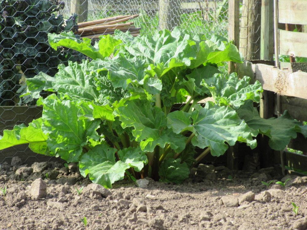 Rhubarb Victoria - 9cm pot