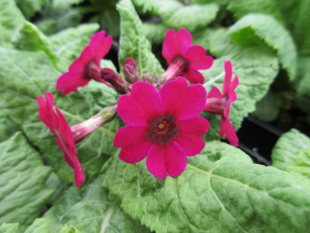 Primula japonica Miller's Crimson - 9cm pot