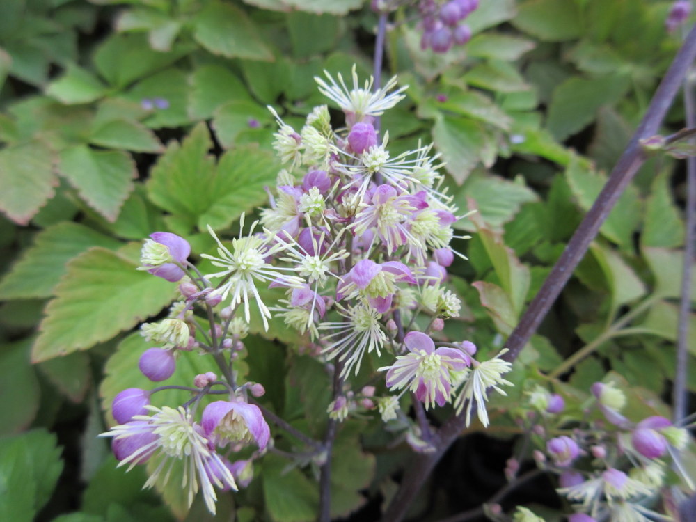 Thalictrum Elin - 9cm pot