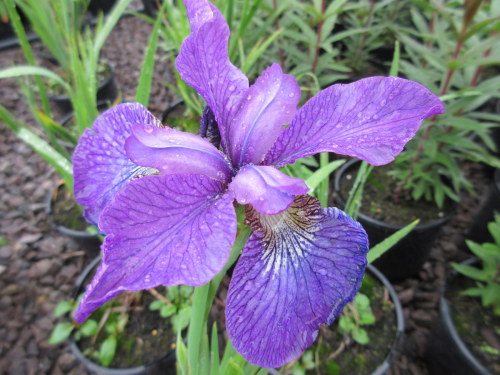 Iris sibirica Sparkling Rose - 1 litre pot