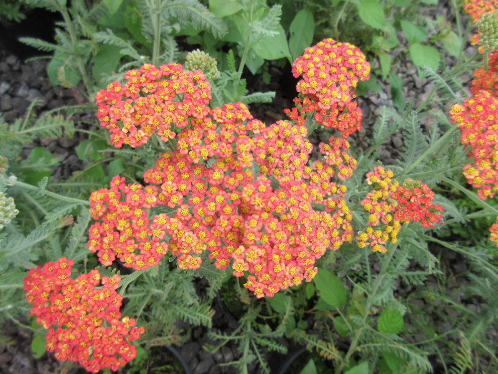 Achillea Walther Funcke - 9cm pot