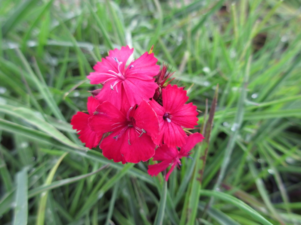 Dianthus cruentus - 9cm pot