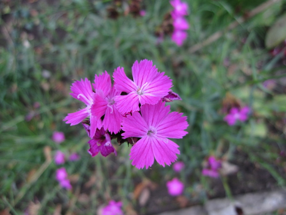 Dianthus carthusianorum - 9cm pot