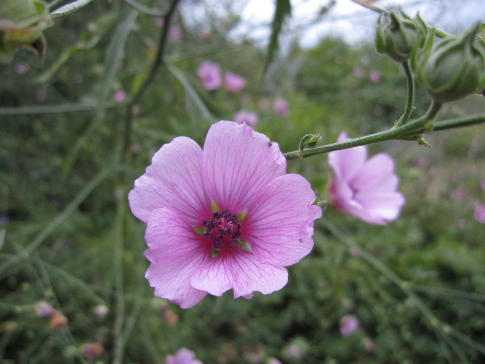 Althaea cannabina - 9cm pot