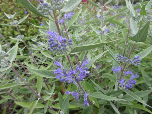 Caryopteris x clandonensis Heavenly Blue - 3 litre pot
