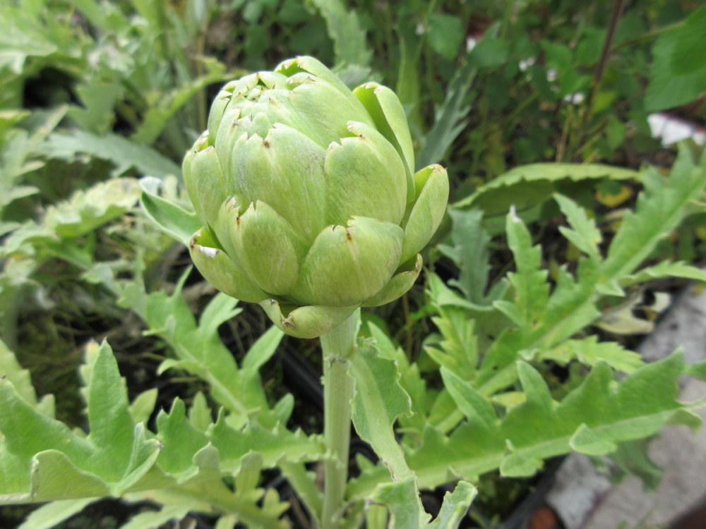 Cynara cardunculus Scolymus Group - 9cm pot