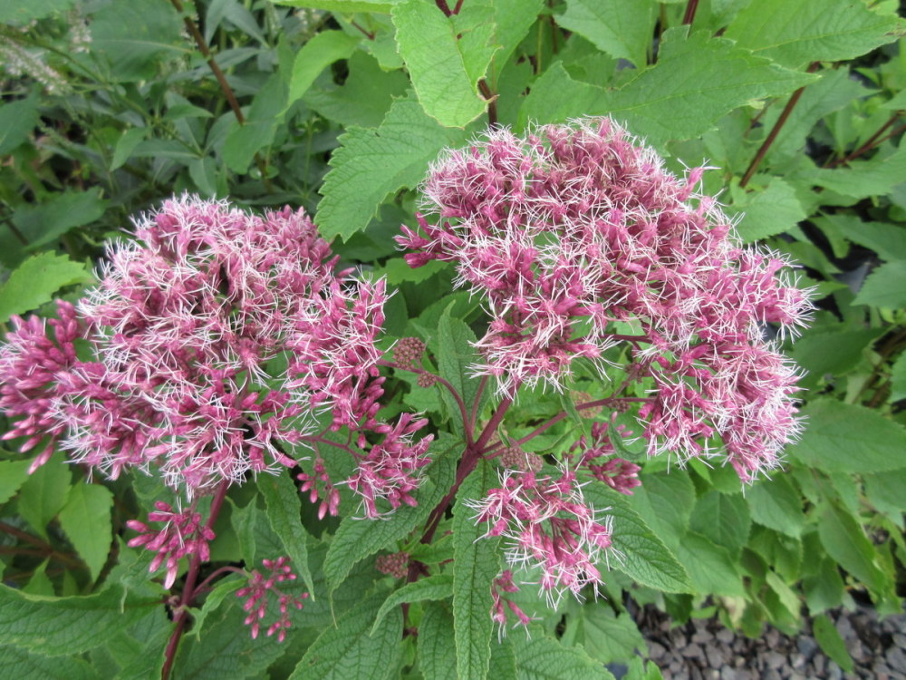 Eupatorium maculatum Atropurpureum Group - 9cm pot