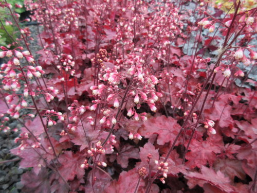 Heuchera Fire Chief - 9cm pot