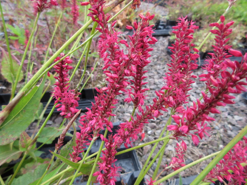 Persicaria amplexicaulis Firetail - 9cm pot