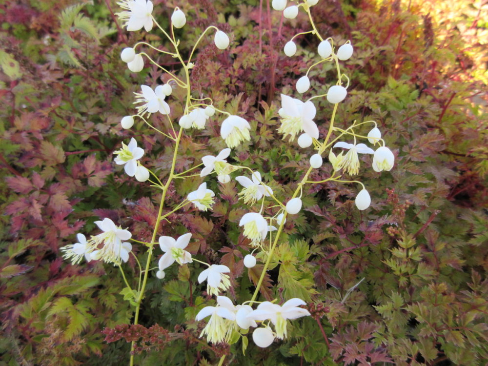 Thalictrum delavayi Album - 9cm pot