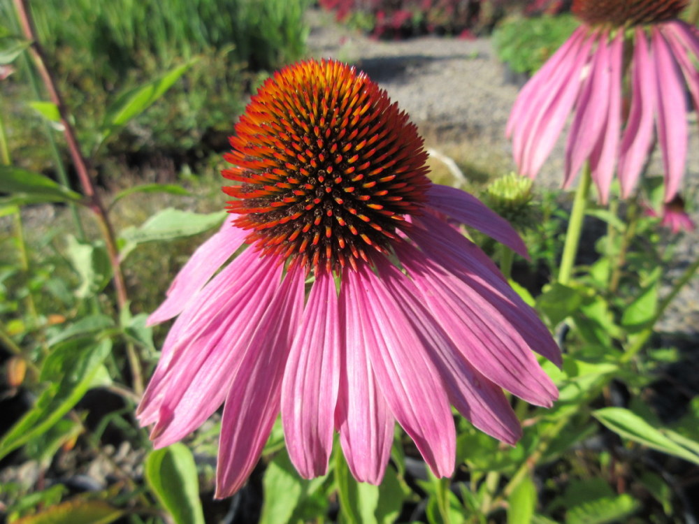 Echinacea purpurea Magnus - 9cm pot