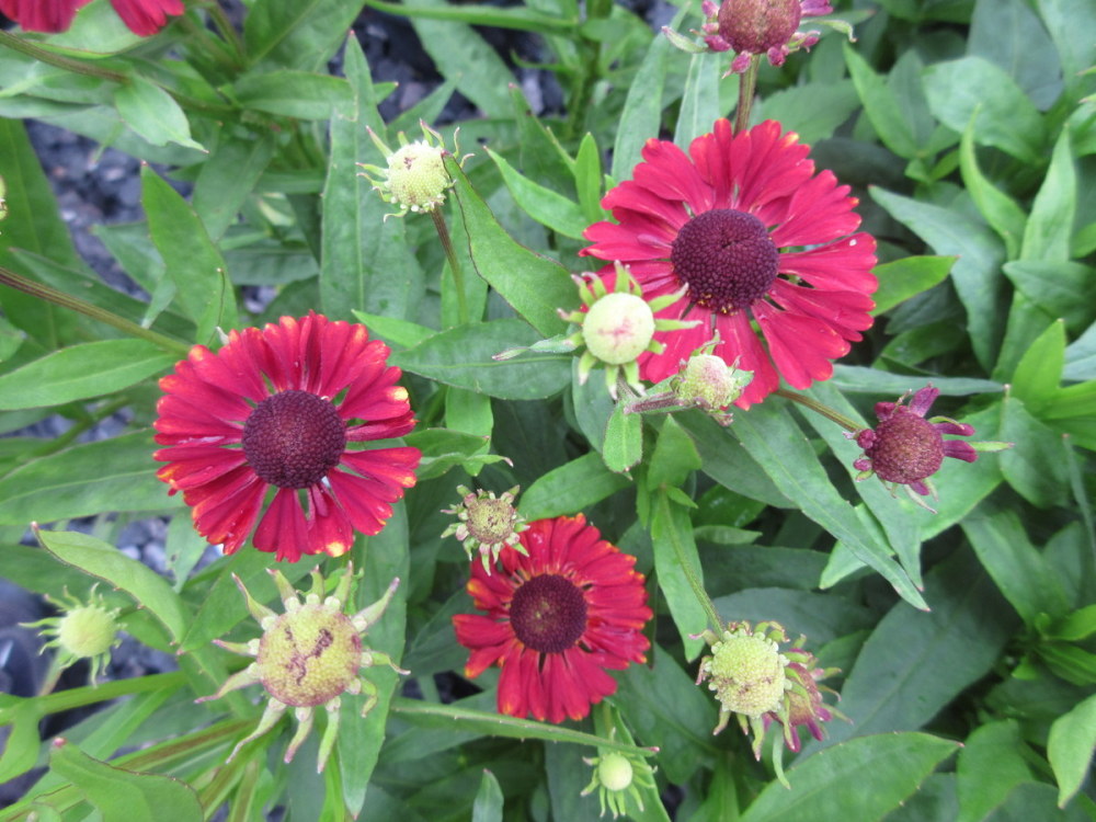 Helenium Red Jewel - 2 litre pot