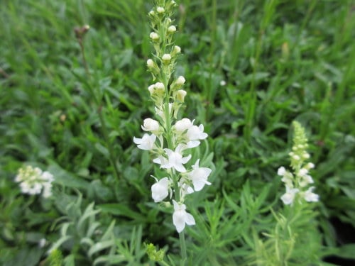 Linaria purpurea Springside White - 9cm pot