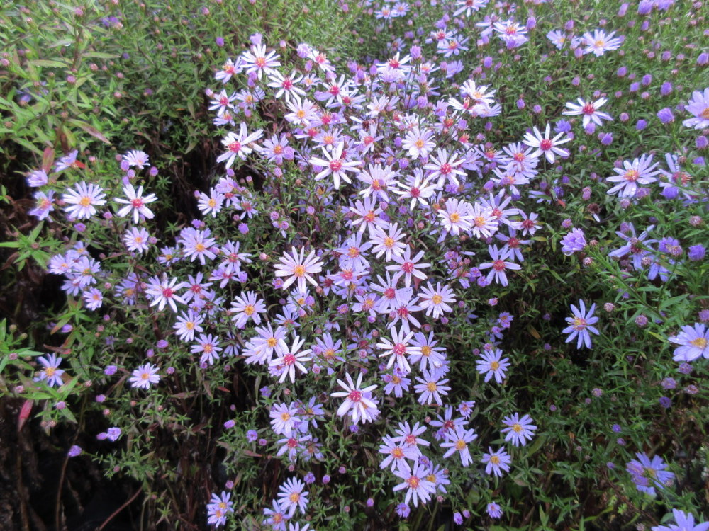 Aster Little Carlow (cordifolius hybrid) - 2 litre pot