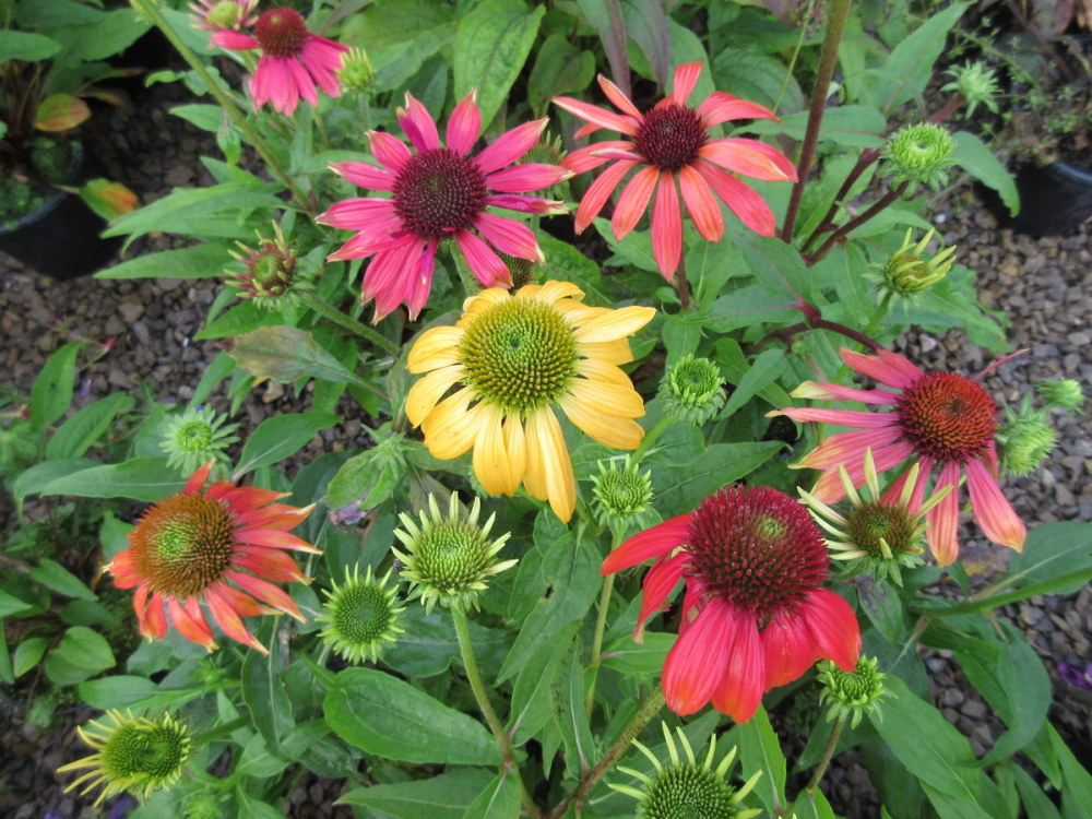 Echinacea Cheyenne Spirit - 2 litre pot