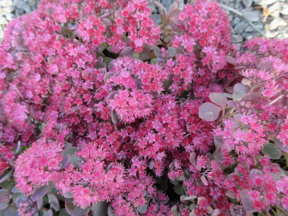 Sedum cauticola Coca Cola - 9cm pot